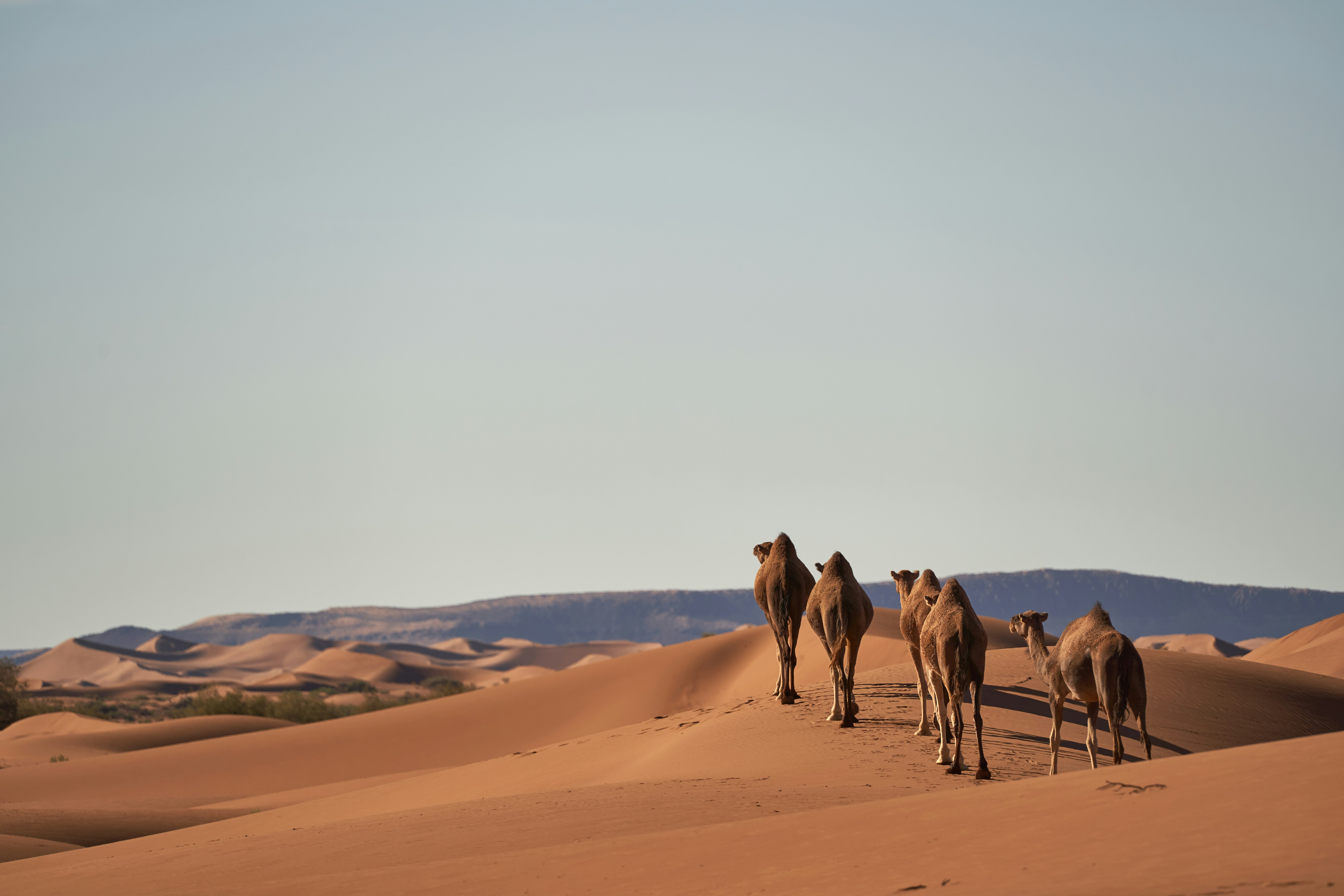 five camels on sand dunes during daytime